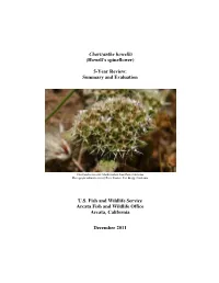 Chorizanthe Howellii (Howell's Spineflower) 5-Year Review: Summary and Evaluation U.S. Fish and Wildlife Service Arcata Fish A