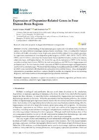 Expression of Dopamine-Related Genes in Four Human Brain Regions