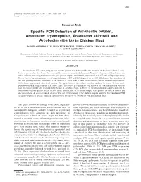 Specific PCR Detection Of