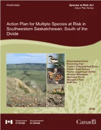 Action Plan for Multiple Species at Risk in Southwestern Saskatchewan: South of the Divide