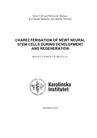 Charecterisation of Newt Neural Stem Cells During Development and Regeneration