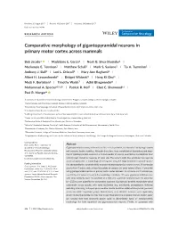 Comparative Morphology of Gigantopyramidal Neurons in Primary Motor Cortex Across Mammals