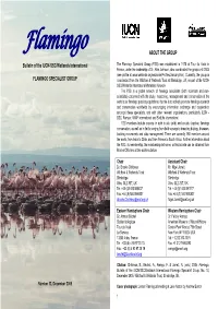 Flamingo ABOUT the GROUP