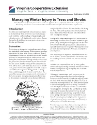Managing Winter Injury to Trees and Shrubs