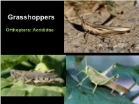 Grasshoppers