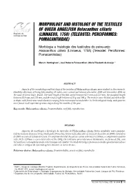 Morphology and Histology of the Testicles