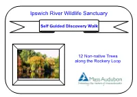 Rockery Non-Native Trees