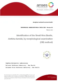Identification of the Small Hive Beetle, Aethina Tumida, by Morphological Examination (OIE Method)