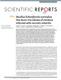 Bacillus Licheniformis Normalize the Ileum Microbiota of Chickens