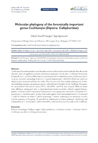 ﻿Molecular Phylogeny of the Forensically