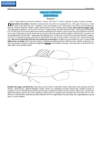 Suborder GOBIOIDEI ELEOTRIDAE Sleepers by E.O