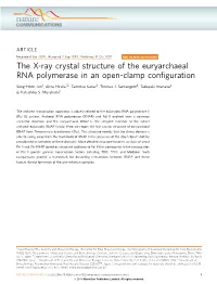 The X-Ray Crystal Structure of the Euryarchaeal RNA Polymerase in an Open-Clamp Conﬁguration