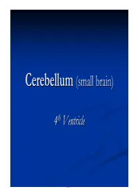 Cerebellum (Small Brain)