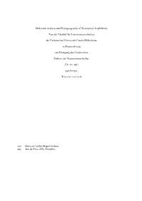 Molecular Analysis and Phylogeography of Neotropical Amphibians