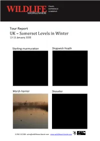 January 2020 Tour Report Somerset Levels in Winter with Mike Dilger