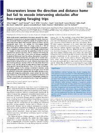 Shearwaters Know the Direction and Distance Home but Fail to Encode Intervening Obstacles After Free-Ranging Foraging Trips