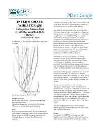 Plant Guide for Intermediate Wheatgrass (Thinopyrum Vigorous Seedlings, Rapidly Developing Rhizomes, Intermedium)