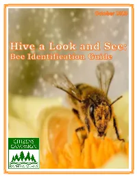 Hive a Look and See: Bee Identification Card