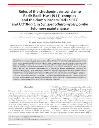 Roles of the Checkpoint Sensor Clamp Rad9-Rad1-Hus1 (911)-Complex and the Clamp Loaders Rad17-RFC and Ctf18-RFC in Schizosaccharomyces Pombe Telomere Maintenance