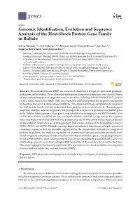 Genomic Identification, Evolution and Sequence Analysis of the Heat