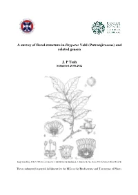 A Survey of Floral Structure in Drypetes Vahl (Putranjivaceae) and Related Genera