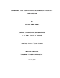 Phosphorylation and Mechanistic Regulation of a Novel Ikk