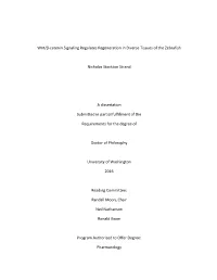 Wnt/Β-Catenin Signaling Regulates Regeneration in Diverse Tissues of the Zebrafish