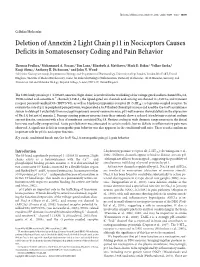 Deletion of Annexin 2 Light Chain P11 in Nociceptors Causes Deficits in Somatosensory Coding and Pain Behavior
