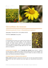 Chrysanthemum Segetum L