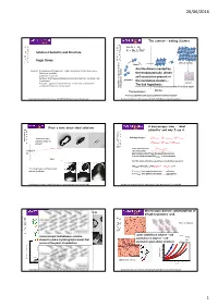 Roger Davey + Critical Nucleus Dimers Are the Dimers Created by Content: Studying and Defining Solute- Solute Interactions in the Liquid Phase