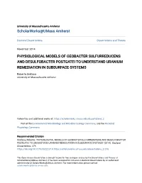 Physiological Models of Geobacter Sulfurreducens and Desulfobacter Postgatei to Understand Uranium Remediation in Subsurface Systems