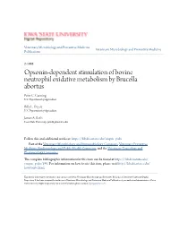 Opsonin-Dependent Stimulation of Bovine Neutrophil Oxidative Metabolism by Brucella Abortus Peter C