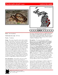 Pantherophis Gloydi Conant Eastern Fox Snake