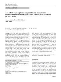 The Effect of Phosphorus on Growth and Cluster-Root Formation in the Chilean Proteaceae: Embothrium Coccineum (R