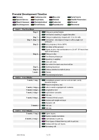 Prenatal Development Timeline