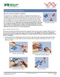 Dynamic DNA Kit© Assembly Instructions