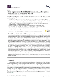 Overexpression of Thmyc4e Enhances Anthocyanin Biosynthesis in Common Wheat