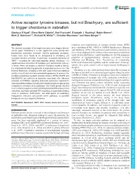 Active Receptor Tyrosine Kinases, but Not Brachyury, Are Sufficient to Trigger Chordoma in Zebrafish