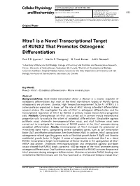 Htra1 Is a Novel Transcriptional Target of RUNX2 That Promotes Osteogenic Differentiation