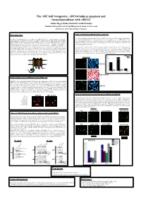 The ABC Half Transporter, ABCG4 Induces Apoptosis and Forms Heterodimer with ABCG1
