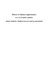 Effects of Habitat Fragmentation on a Tri-Trophic System