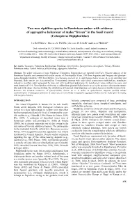 Two New Ripidiine Species in Dominican Amber with Evidence of Aggregative Behaviour of Males “Frozen” in the Fossil Record (Coleoptera: Ripiphoridae)