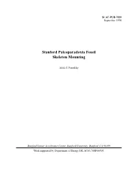 Stanford Paleoparadoxia Fossil Skeleton Mounting