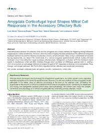 Amygdala Corticofugal Input Shapes Mitral Cell Responses in the Accessory Olfactory Bulb