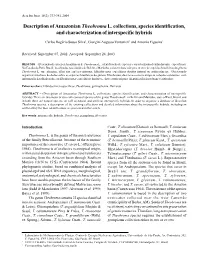 Description of Amazonian Theobroma L. Collections, Species Identification, and Characterization of Interspecific Hybrids