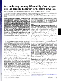 Fear and Safety Learning Differentially Affect Synapse Size and Dendritic Translation in the Lateral Amygdala