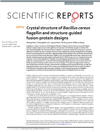 Crystal Structure of Bacillus Cereus Flagellin and Structure-Guided Fusion-Protein Designs