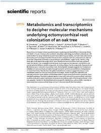 Metabolomics and Transcriptomics to Decipher Molecular Mechanisms Underlying Ectomycorrhizal Root Colonization of an Oak Tree M