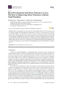 Root Development and Stress Tolerance in Rice: the Key to Improving Stress Tolerance Without Yield Penalties