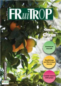 Citrus Citrus